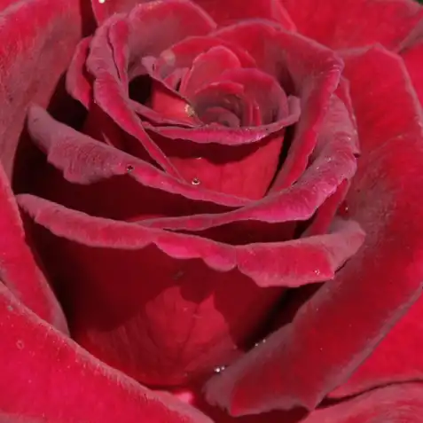 Roșu - Trandafiri - Black Velvet™ - 